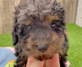 Poodle Puppies For Sale Seaside Pups